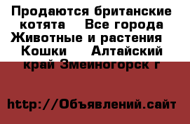 Продаются британские котята  - Все города Животные и растения » Кошки   . Алтайский край,Змеиногорск г.